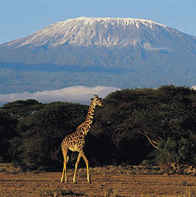 The Kilimanjaro.